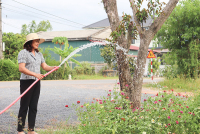 Chị Lan chăm sóc đường hoa do chi hội phụ nữ tự quản -Ảnh: T.P