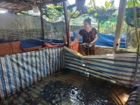 GƯƠNG PHỤ NỮ ĐIỂN HÌNH VƯƠN LÊN PHÁT TRIỂN KINH TẾ TỪ MÔ HÌNH NUÔI ẾCH