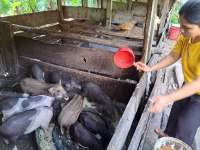 Vượt khó, làm giàu trên mảnh đất quê hương