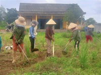 Sau thời gian xuống giống, hiện cây sả đang phát triển ổn định