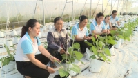 PHỤ NỮ PHƯỜNG BẮC GIANH PHÁT HUY HIỆU QUẢ NGUỒN VỐN TÍN DỤNG