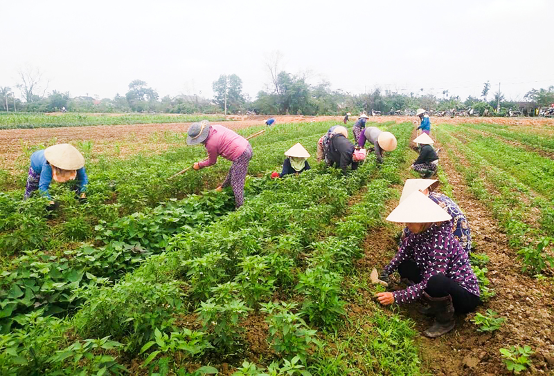 Hội viên Chi hội phụ nữ thôn Lam Thuỷ, xã Hải Hưng, huyện Hải Lăng làm cỏ, chăm sóc vườn hoa màu cho hội viên bị đau ốm - Ảnh: Đ.V