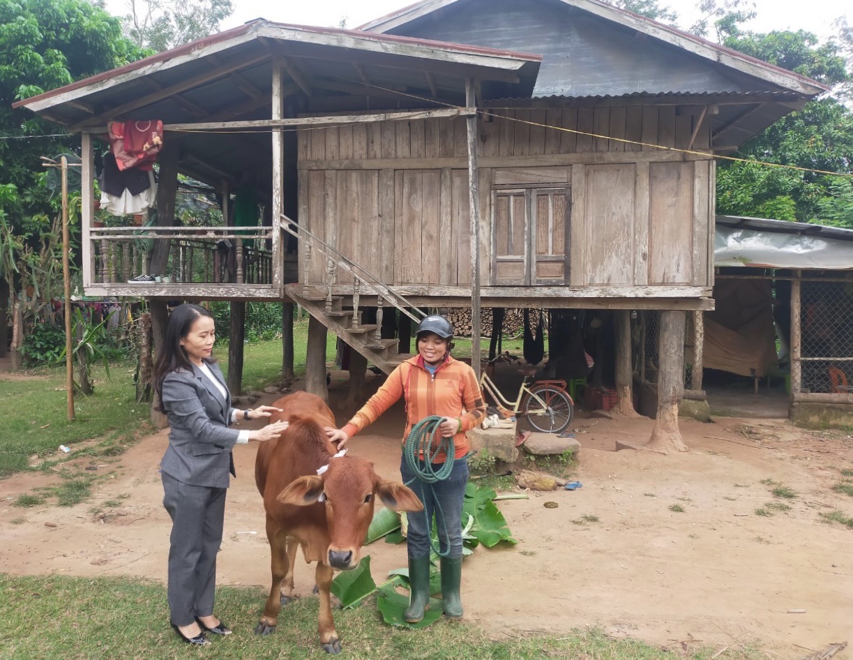 Phó Chủ tịch Hội LHPN tỉnh Quảng Trị Trần Thị Thúy Nga trao bò cho HVPN nghèo xã Thanh và Pa Tầng, huyện Hướng Hóa